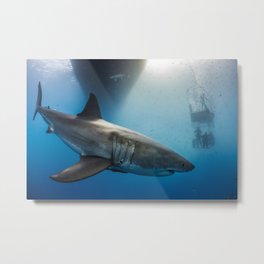 Great White Shark Metal Print