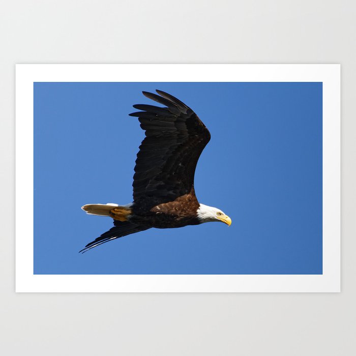 Soaring Bald Eagle Nature Wildlife Birds Photography Art Print By Sueharper