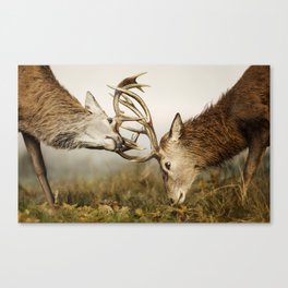 Close up of red deer stags fighting Canvas Print