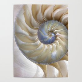 Nautilus Shell Poster