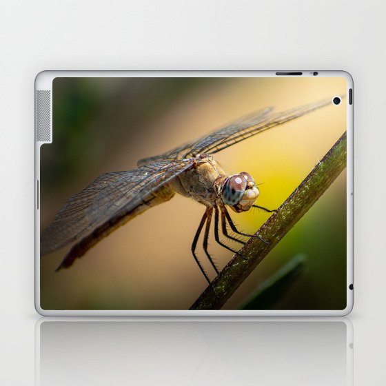 Perched Dragonfly Laptop & iPad Skin