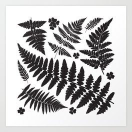 Black and White Ferns Art Print