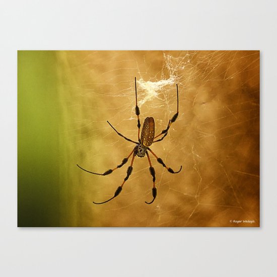 Banana Spider Canvas Print