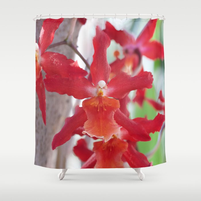 Exquisite Epidendrum Orchids Shower Curtain