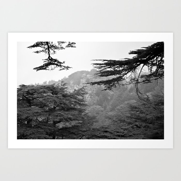 cedars in black and white Art Print