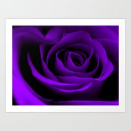 A Purple Rose Art Print
