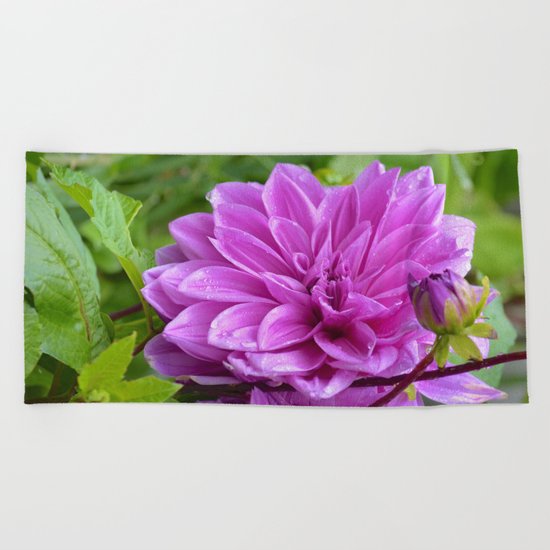 Fresh Rain Drops - Magenta Dahlia Beach Towel