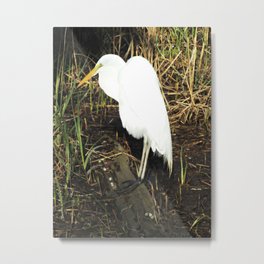 Sunlit Egret Metal Print | Digital, Nature, Photo, Animal 