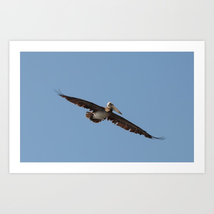 Pelican in flight #2 Art Print