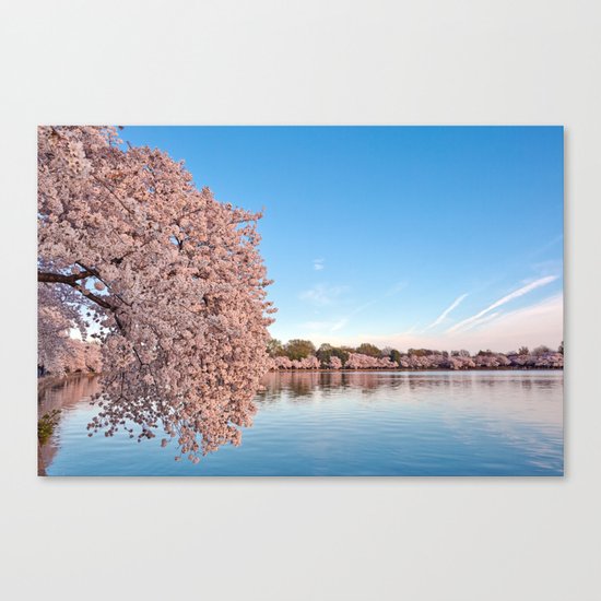 Washington DC Cherry Blossoms Canvas Print