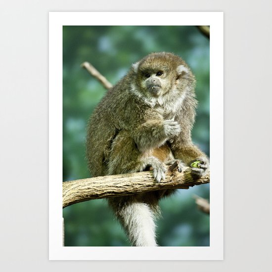Monkey Art Print