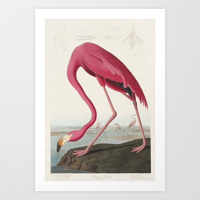 Pink Flamingo x Vintage Audubon Illustration Art Print