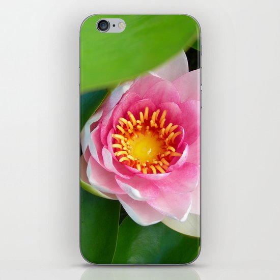 water lily IV iPhone & iPod Skin
