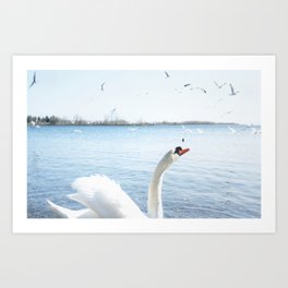 Swans by the Lake on April 28th, 2022. III Art Print