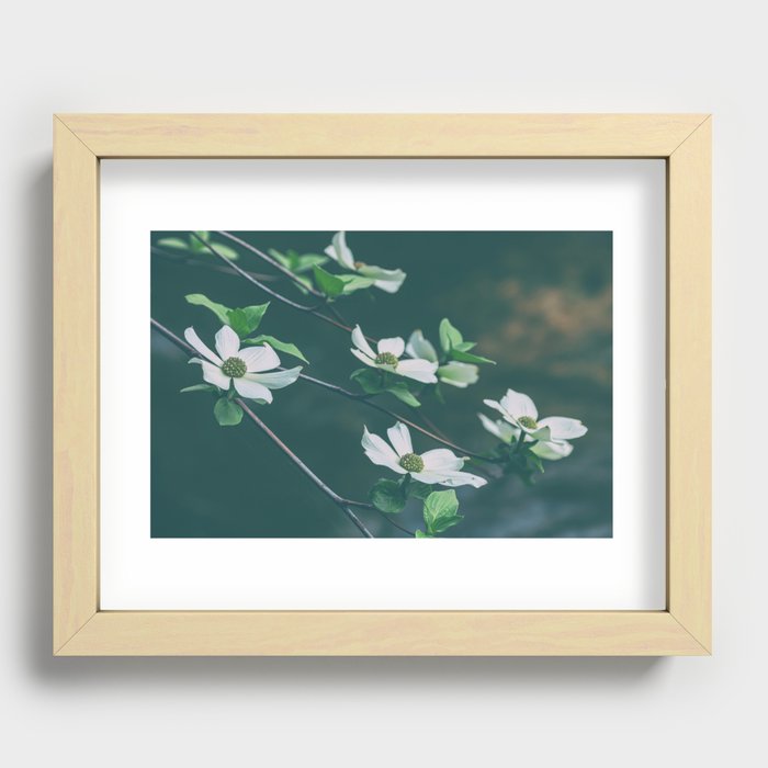 Blooming Dogwoods Recessed Framed Print