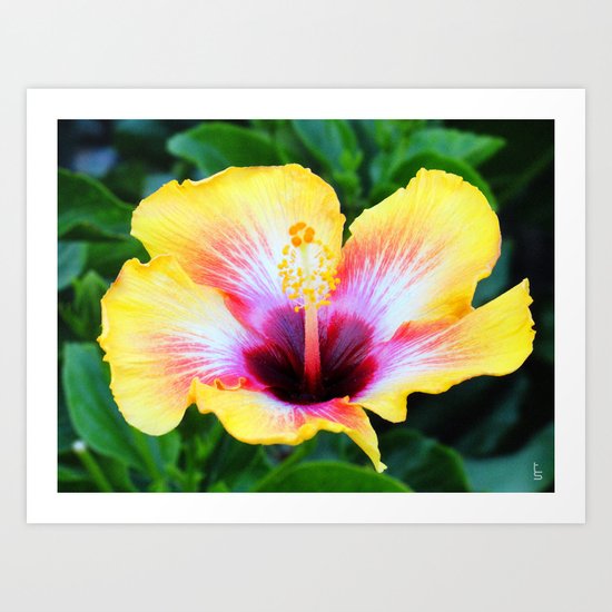Hibiscus I Art Print