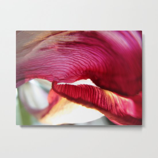 Tulip 70 Metal Print