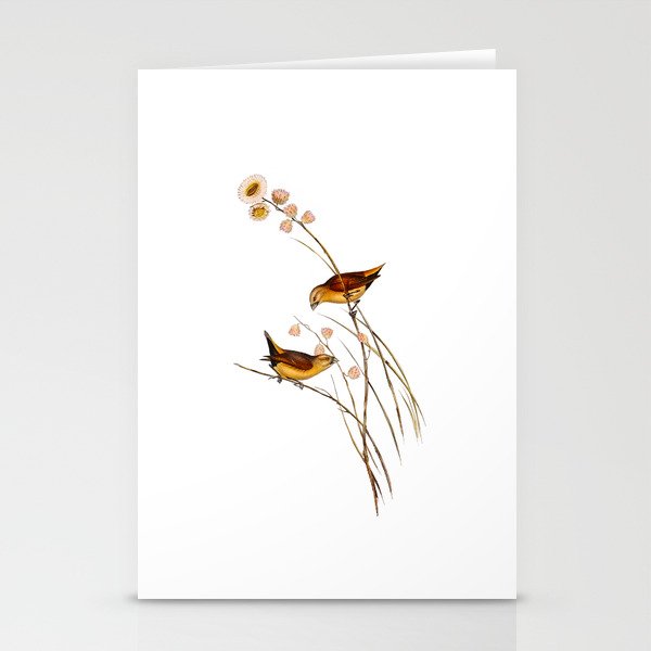 Vintage Yellow Rumped Finch Bird Illustration Stationery Cards