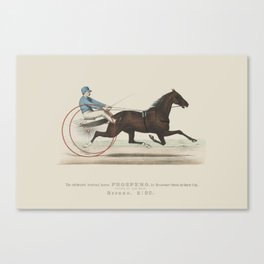 Historic Horse Illustration  Canvas Print