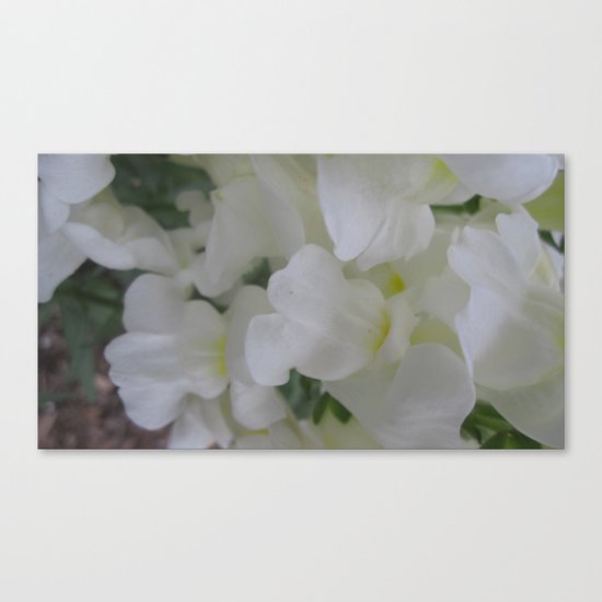 white flowers Canvas Print
