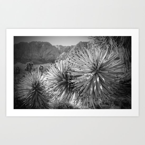 Joshua trees Art Print