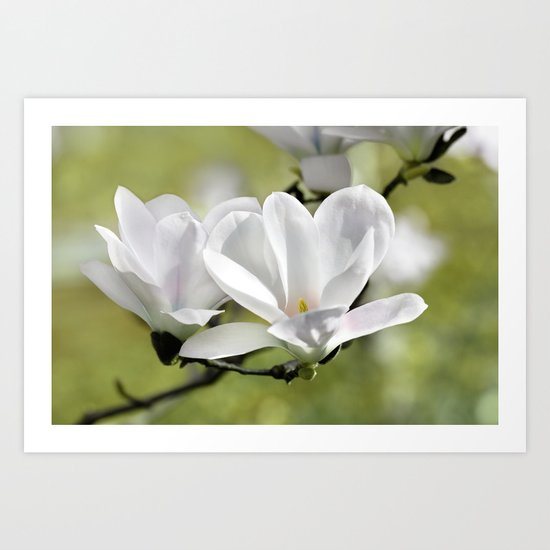 Magnolia 171 Art Print