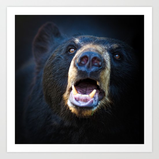 american black bear Art Print