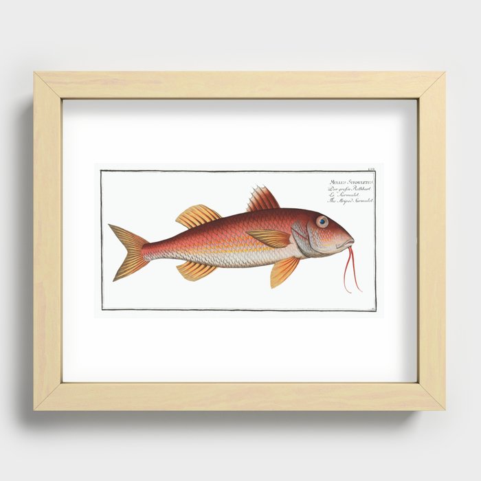 Striped Surmulet (Mullus Surmuletus) from Ichtylogie, or Natural History General and Particular of F Recessed Framed Print