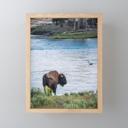 Buffalo On River Wildlife Yellowstone Park Print Framed Mini Art Print