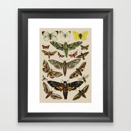 Vintage Scientific Moth Chart Framed Art Print