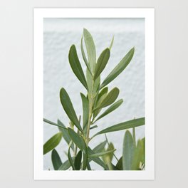 Olivetree - mediterranean summer olive leaves - white and green - travel photography Art Print