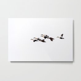 Flock of Eider Ducks Metal Print | Eiders, Arctic, Fly, Svalbard, Waterfowl, Svalbardbird, Commoneiderducks, Duck, Svalbardbirds, Flight 