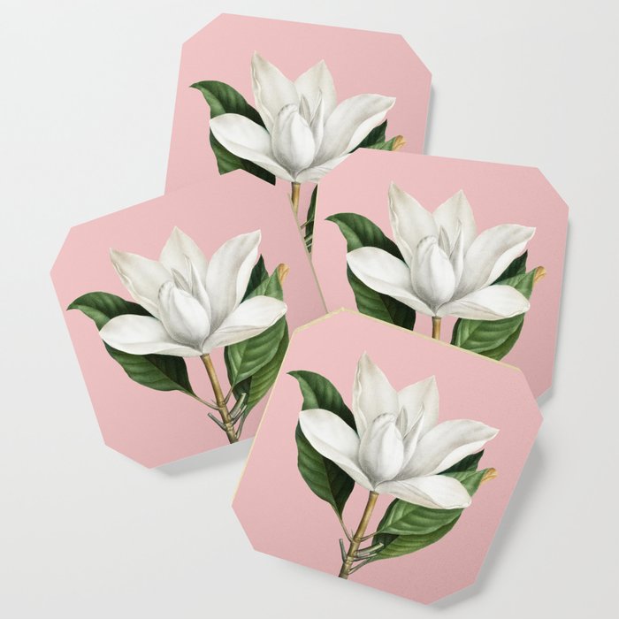 Vintage White Southern Magnolia Botanical Illustration on Pink Coaster