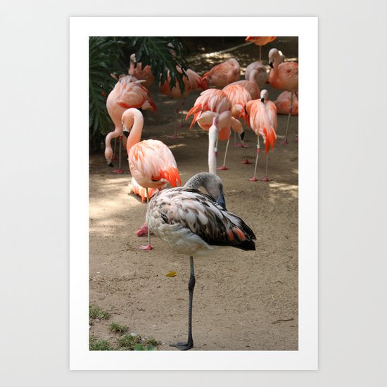 Flamingo - to be different Art Print