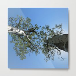 Watercolor Tree, Under, Aspen 01, RMNP, Colorado Metal Print | Upward, Stand, Tree, Mountain, Colorado, National, Park, Digital, Painting, Watercolor 