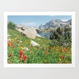 August Wildflowers in the Rockies Art Print
