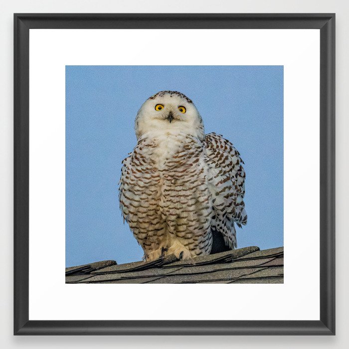 Snowy Owl Portrait Framed Art Print