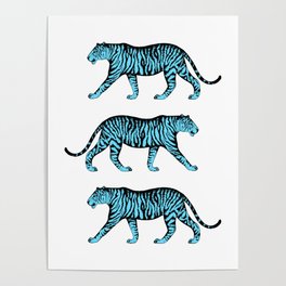 Tigers (White and Blue) Poster