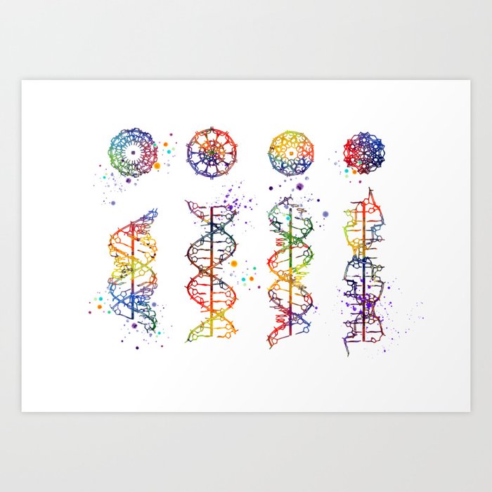 https://ctl.s6img.com/society6/img/nl-KC9St7rcVGAy4nYoyU23Iw-A/w_700/prints/~artwork/s6-original-art-uploads/society6/uploads/misc/275f3588b2df4ef1929f77eaa887537c/~~/dna-helix-a-b-c-z-medical-art-prints-genetic-doctor-gift-biology-poster-dna-print-watercolor-print-prints.jpg