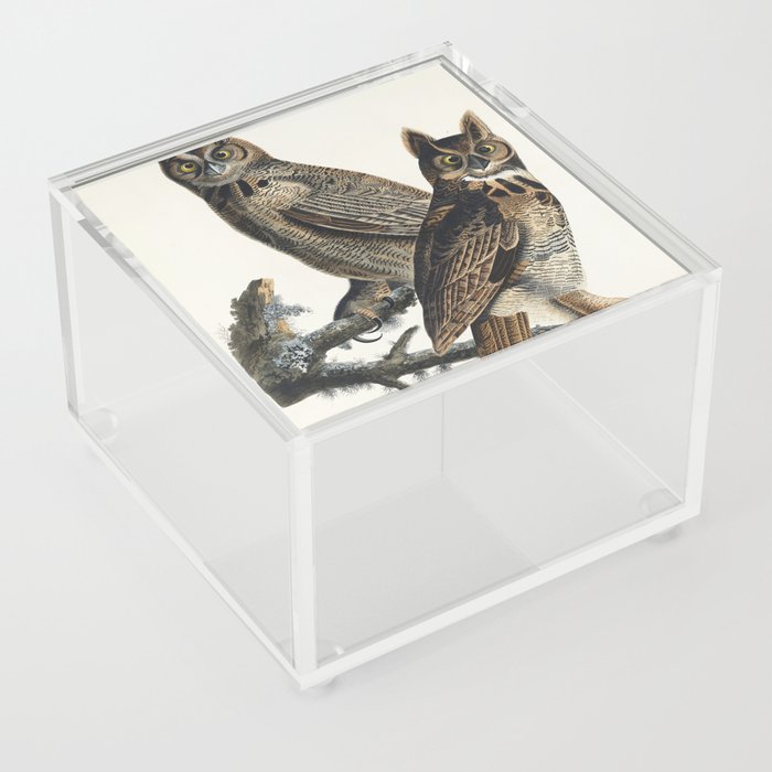 Great Horned Owl from Birds of America (1827) by John James Audubon Acrylic Box