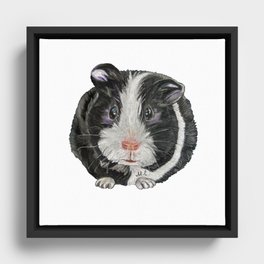 Guinea Pig  Framed Canvas