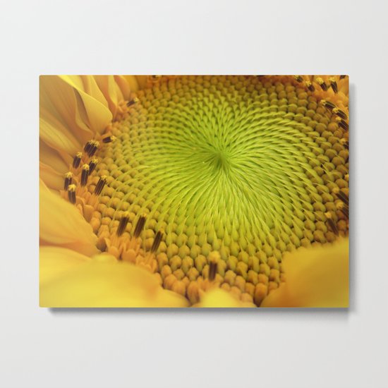 sunflower heart II Metal Print