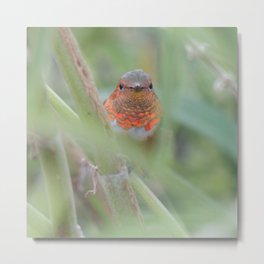 An Allen's Hummingbird Amid Mexican Sage Metal Print | Digital, Mexicansage, Laverneca, Hummingbird, Nature, Bird, Gray, Color, Photo, Salvialeucantha 