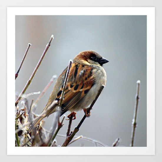 Sparrow Art Print