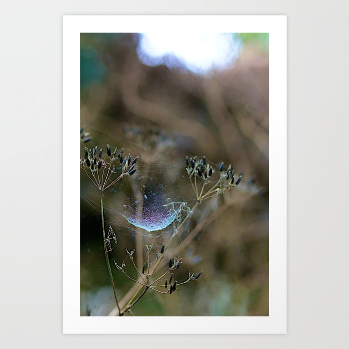 Spiderwebs and Raindrops Art Print