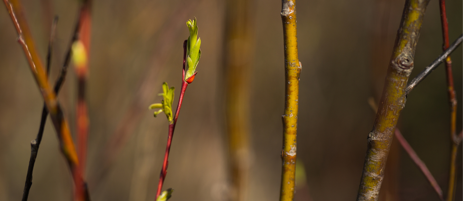 Branches Latvian Nature Early Spring Sunlight Close Up Coffee Mug