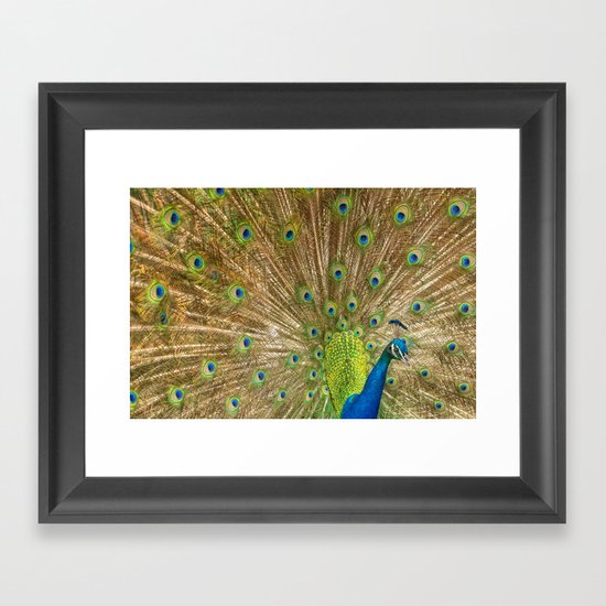 Pavoreal Framed Art Print