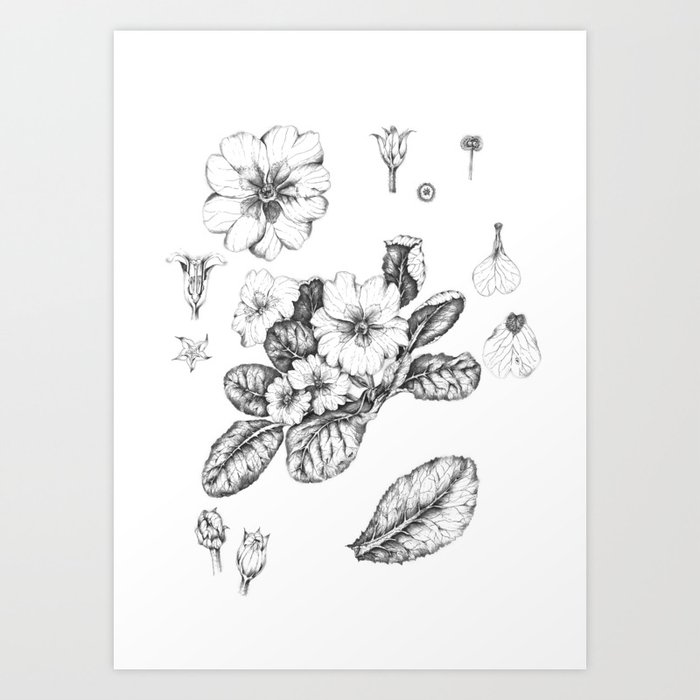 botanical illustration of primula primrose flowers Art Print