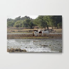 Cattle Grazing Pasture Riverbank Woods, Landscape, Africa Metal Print