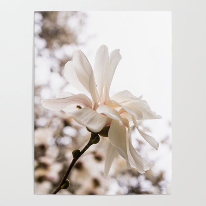 star magnolia Poster